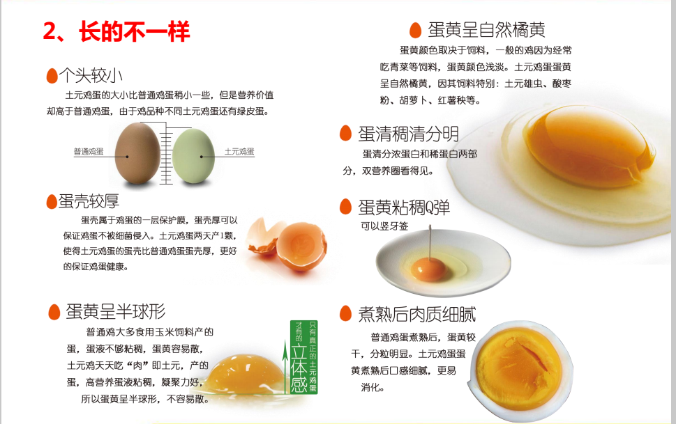 土元雞蛋好在哪里——長(cháng)得不一樣